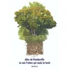 Ecole Des Loisirs Je suis l'arbre qui cache la forêt vendu par Recyclivre